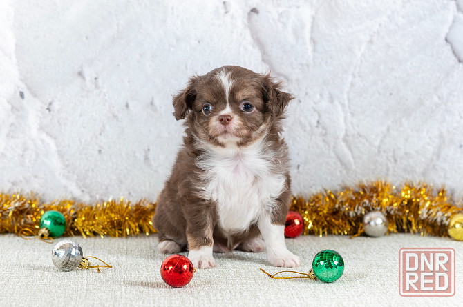 Щенки чихуахуа Макеевка - изображение 3