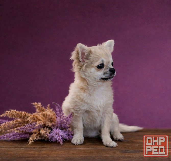 Щенок чихуахуа Макеевка - изображение 3