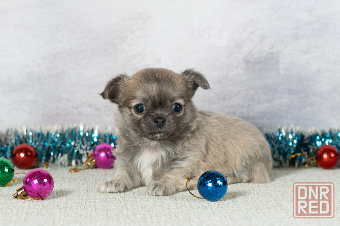 Щенки чихуахуа Макеевка - изображение 2