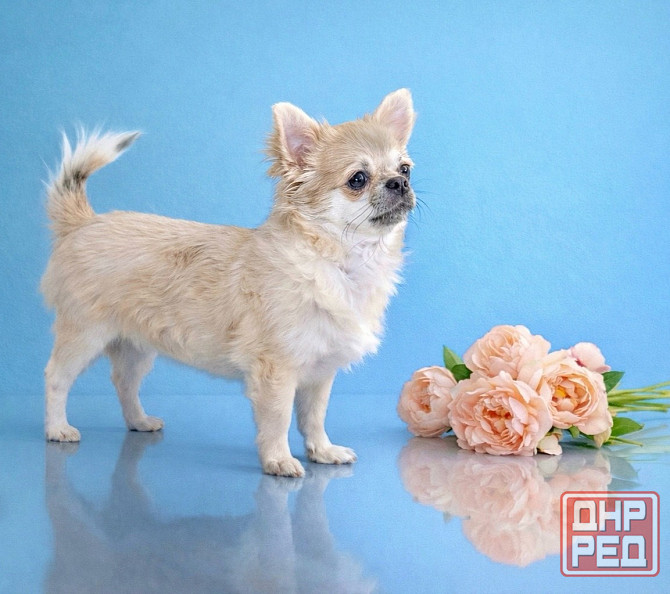 Щенок чихуахуа Макеевка - изображение 1