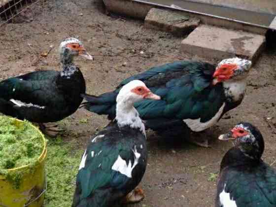 Продам индоуток Макеевка