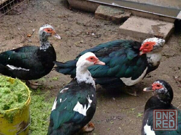 Продам индоуток Макеевка - изображение 1