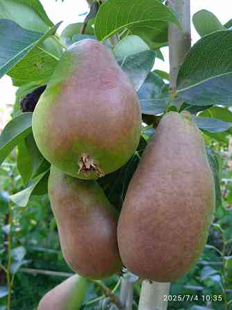 Черенки плодовых (персик, яблони, груша) Донецк