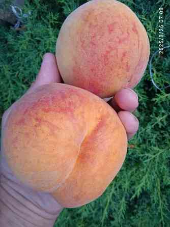 Черенки плодовых (персик, яблони, груша) Донецк