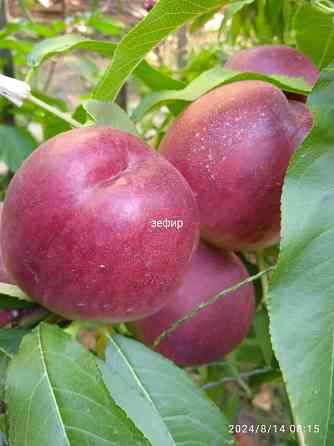 Черенки плодовых (персик, яблони, груша) Донецк