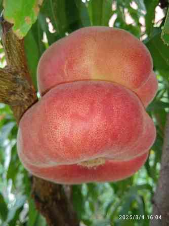 Черенки плодовых (персик, яблони, груша) Донецк