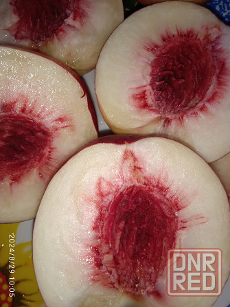 Черенки плодовых (персик, яблони, груша) Донецк - изображение 2