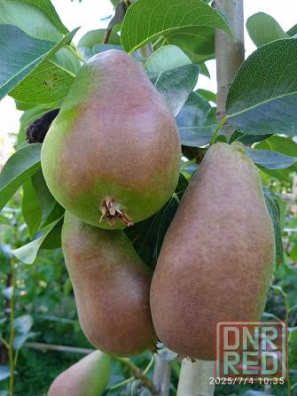 Черенки плодовых (персик, яблони, груша) Донецк - изображение 4