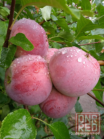 Черенки плодовых (персик, яблони, груша) Донецк - изображение 7