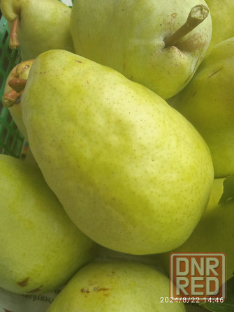 Черенки плодовых (персик, яблони, груша) Донецк - изображение 5