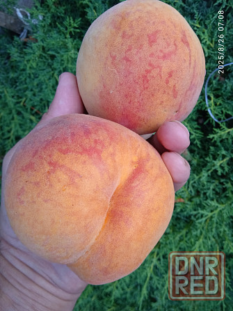 Черенки плодовых (персик, яблони, груша) Донецк - изображение 6