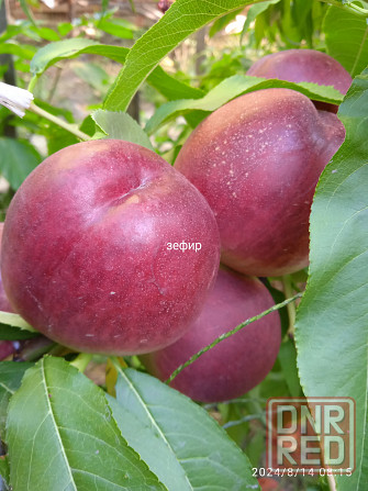 Черенки плодовых (персик, яблони, груша) Донецк - изображение 1