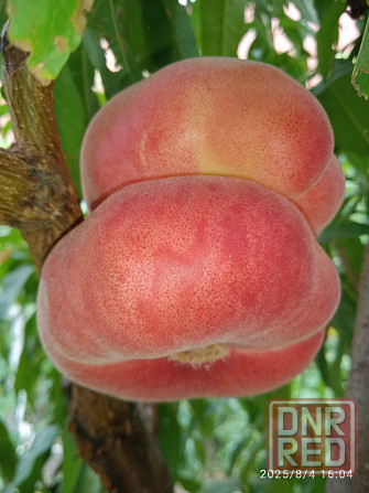 Черенки плодовых (персик, яблони, груша) Донецк - изображение 3