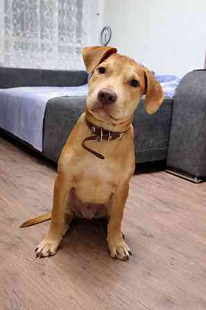 Питбуль,щенки Донецк