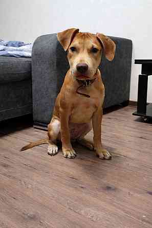 Питбуль,щенки Донецк