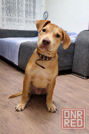 Питбуль,щенки Донецк - изображение 1