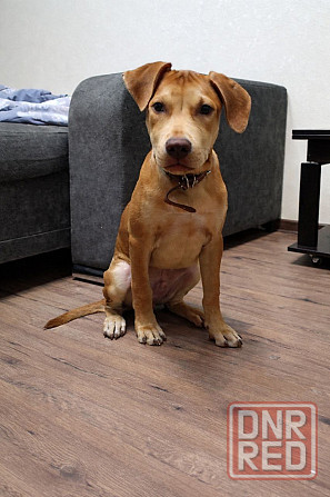 Питбуль,щенки Донецк - изображение 2