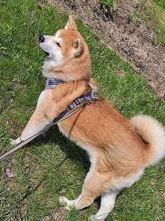 Предлагается для вязки чистокровный кобель породы акита ину Донецк