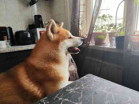 Предлагается для вязки чистокровный кобель породы акита ину Донецк