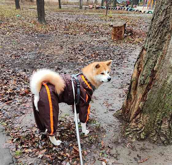 Предлагается для вязки чистокровный кобель породы акита ину Донецк