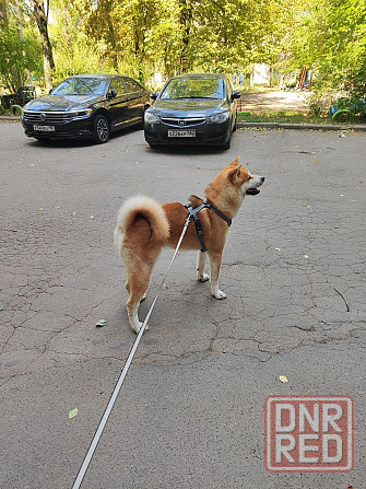 Предлагается для вязки чистокровный кобель породы акита ину Донецк - изображение 4