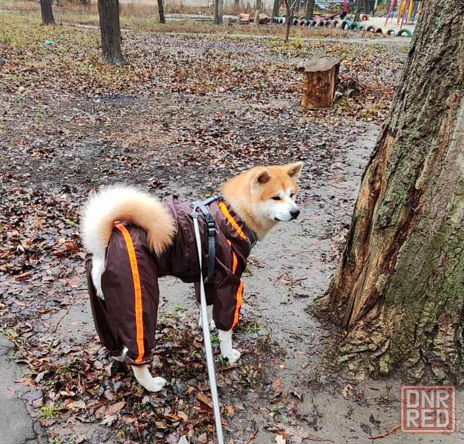 Предлагается для вязки чистокровный кобель породы акита ину Донецк - изображение 2