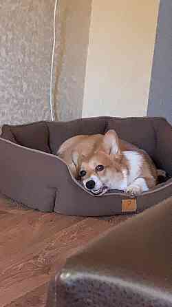 Продам Корги Пемброк щенок Донецк