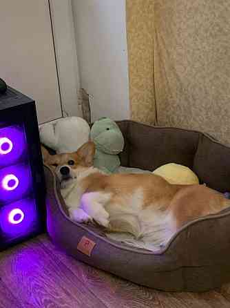 Продам Корги Пемброк щенок Донецк