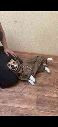 Продам Корги Пемброк щенок Донецк