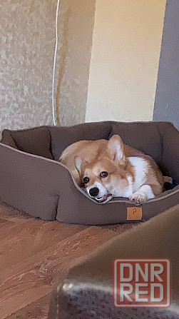 Продам Корги Пемброк щенок Донецк - изображение 3