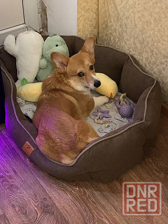 Продам Корги Пемброк щенок Донецк - изображение 6