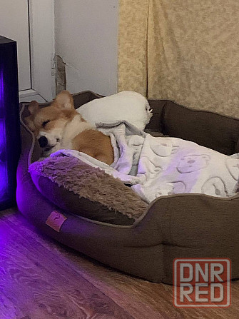 Продам Корги Пемброк щенок Донецк - изображение 1