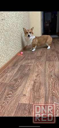 Продам Корги Пемброк щенок Донецк - изображение 5