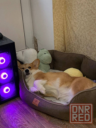 Продам Корги Пемброк щенок Донецк - изображение 2