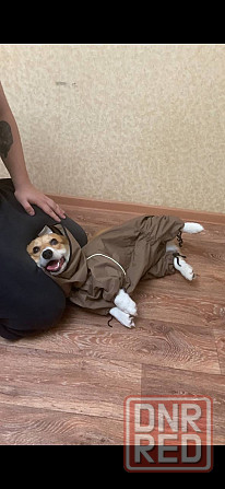 Продам Корги Пемброк щенок Донецк - изображение 4