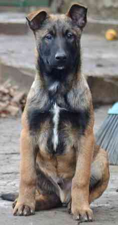 Щенок малинуа, кобель Донецк