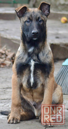 Щенок малинуа, кобель Донецк - изображение 1