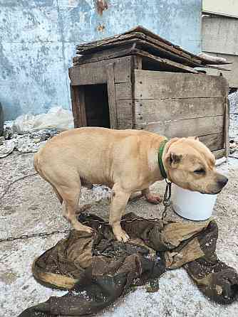 Собака Донецк