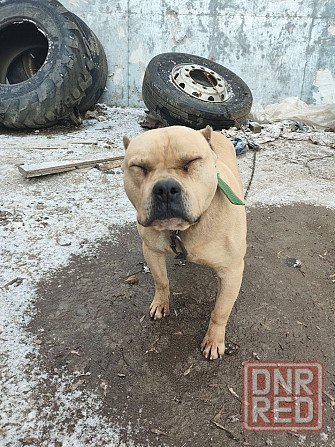 Собака Донецк - изображение 4