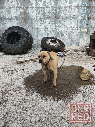 Собака Донецк - изображение 2
