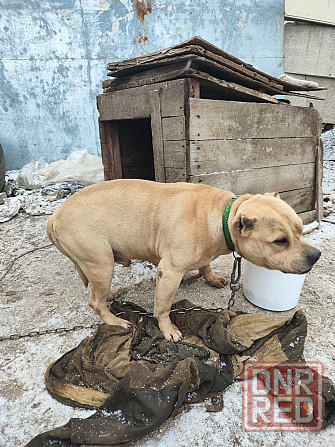 Собака Донецк - изображение 3