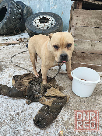 Собака Донецк - изображение 1