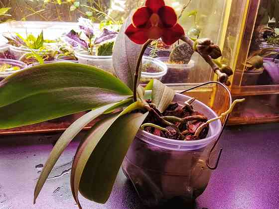 фаленопсис Эсми Донецк