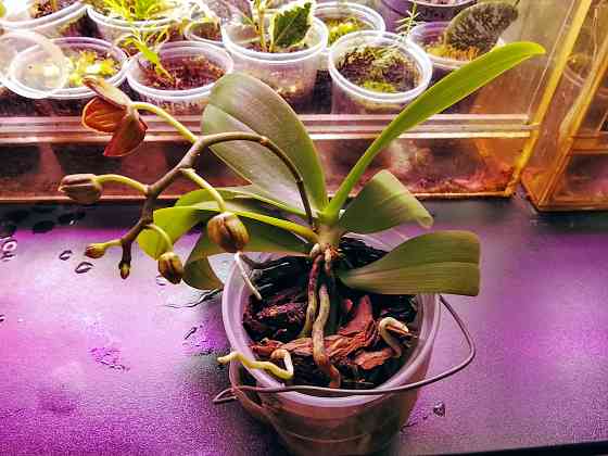 фаленопсис Эсми Донецк