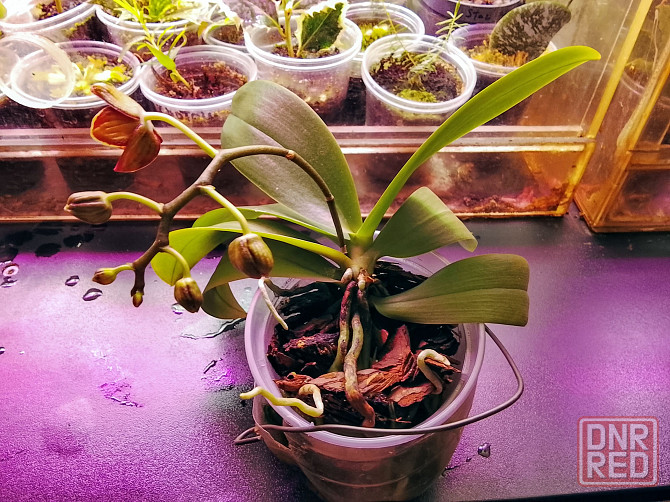 фаленопсис Эсми Донецк - изображение 3