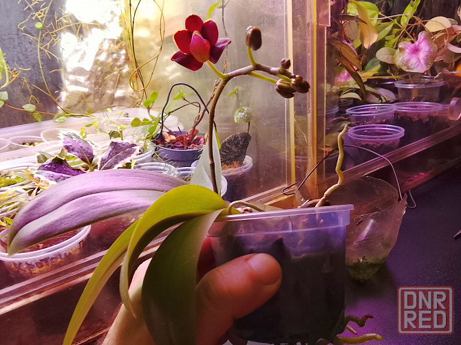 фаленопсис Эсми Донецк - изображение 2