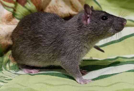 Мальчик крысенок Макеевка