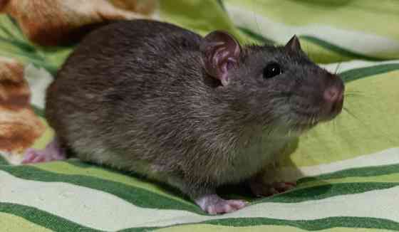 Мальчик крысенок Макеевка