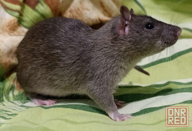 Мальчик крысенок Макеевка - изображение 2