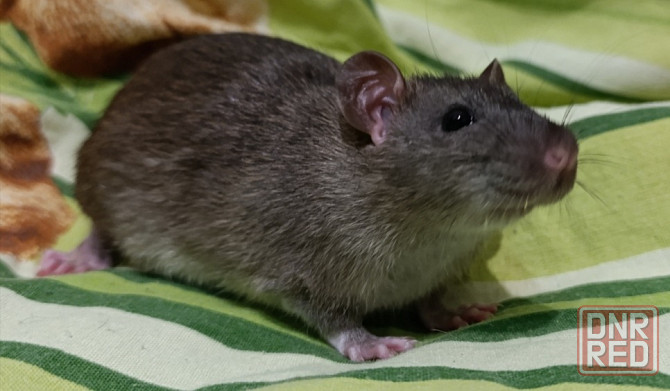 Мальчик крысенок Макеевка - изображение 1